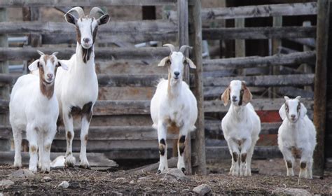 buy a goat for a family